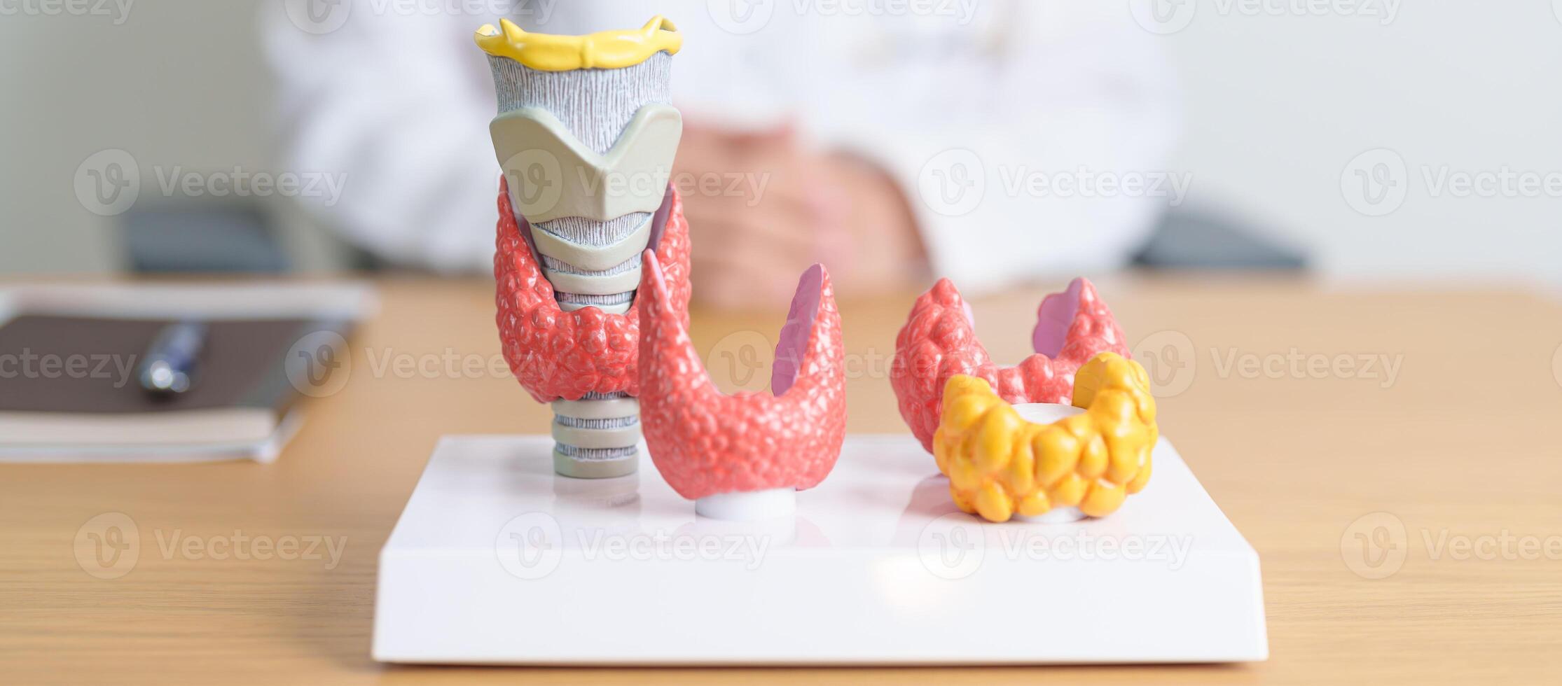 Doctor with human Thyroid anatomy model. Hyperthyroidism, Hypothyroidism, Hashimoto Thyroiditis, Thyroid Tumor and Cancer, Postpartum, Papillary Carcinoma and Health concept photo