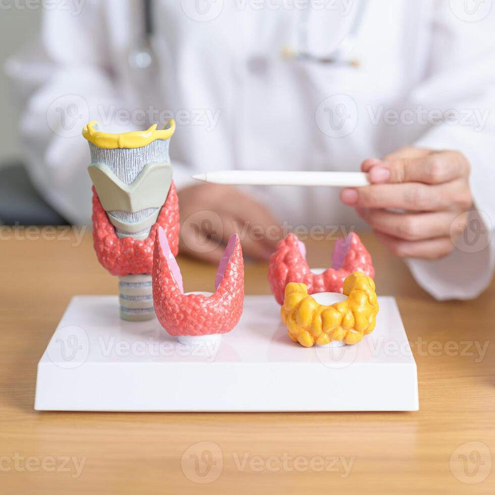 Doctor with human Thyroid anatomy model. Hyperthyroidism, Hypothyroidism, Hashimoto Thyroiditis, Thyroid Tumor and Cancer, Postpartum, Papillary Carcinoma and Health concept photo