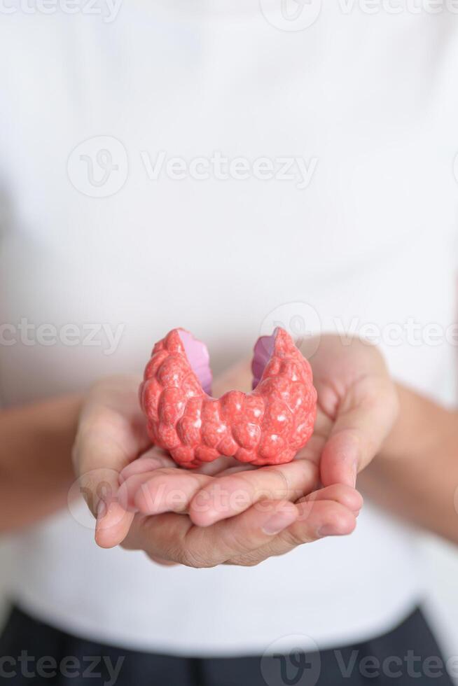 Woman holding human Thyroid anatomy model. Hyperthyroidism, Hypothyroidism, Hashimoto Thyroiditis, Thyroid Tumor and Cancer, Postpartum, Papillary Carcinoma and Health concept photo