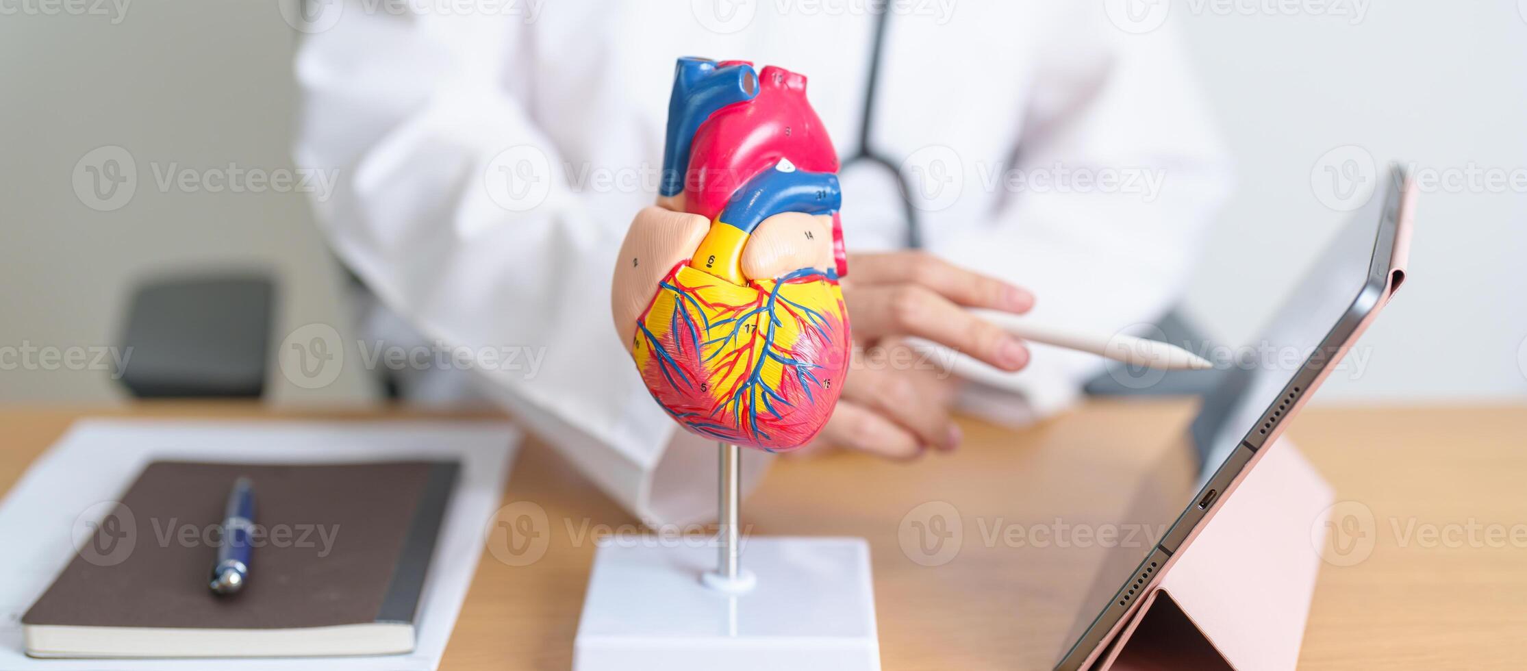 Doctor with human Heart anatomy model and tablet. Cardiovascular Diseases, Atherosclerosis, Hypertensive Heart, Valvular Heart, Aortopulmonary window, world Heart day and health concept photo