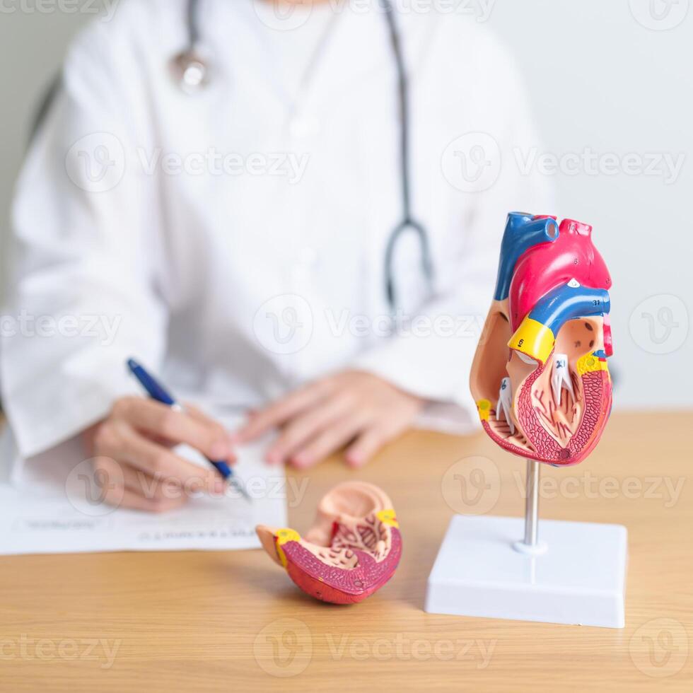 Doctor with human Heart anatomy model. Cardiovascular Diseases, Atherosclerosis, Hypertensive Heart, Valvular Heart, Aortopulmonary window, world Heart day and health concept photo