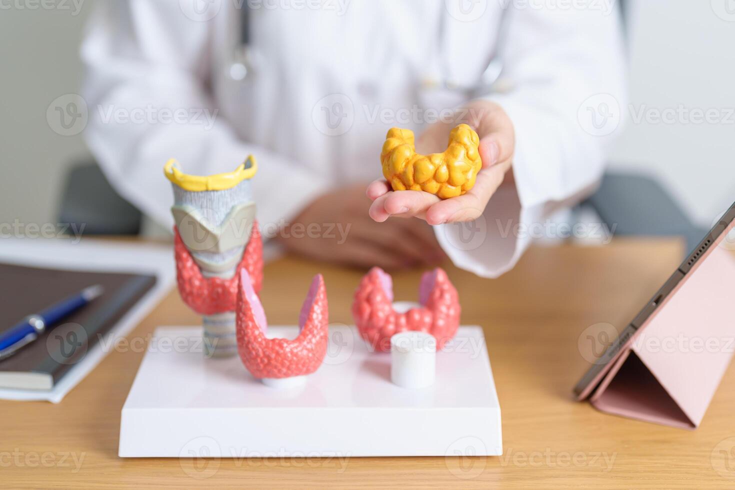 Doctor with human Thyroid anatomy model and tablet. Hyperthyroidism, Hypothyroidism, Hashimoto Thyroiditis, Thyroid Tumor and Cancer, Postpartum, Papillary Carcinoma and Health concept photo