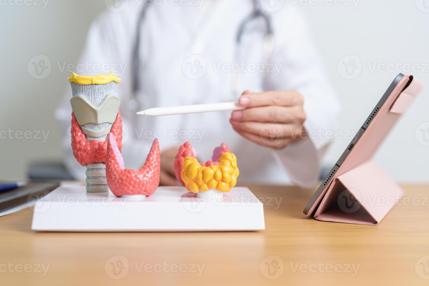 Doctor with human Thyroid anatomy model and tablet. Hyperthyroidism, Hypothyroidism, Hashimoto Thyroiditis, Thyroid Tumor and Cancer, Postpartum, Papillary Carcinoma and Health concept photo