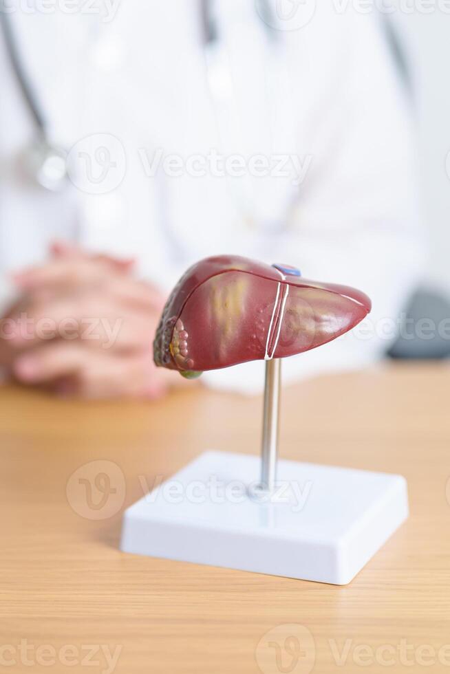 Doctor with human Liver anatomy model. Liver cancer and Tumor, Jaundice, Viral Hepatitis A, B, C, D, E, Cirrhosis, Failure, Enlarged, Hepatic Encephalopathy, Ascites Fluid in Belly and health concept photo