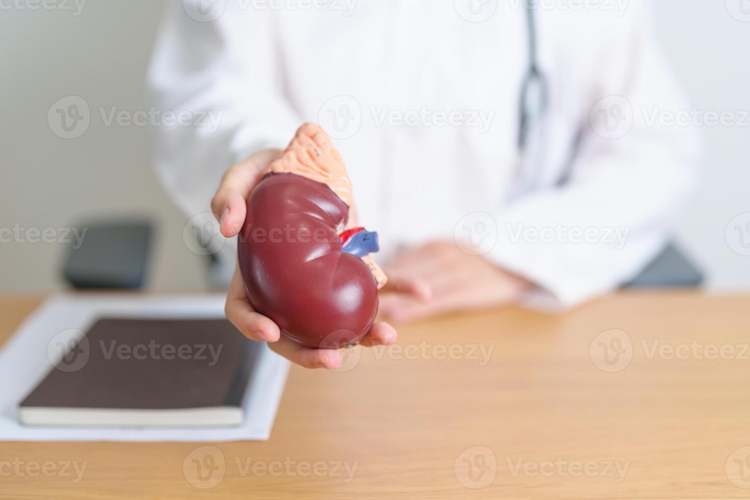 Doctor with Kidney Adrenal gland anatomy model. disease of Urinary system and Stones, Cancer, world kidney day, Chronic kidney, Urology, Nephritis, Renal, Transplant and health concept photo