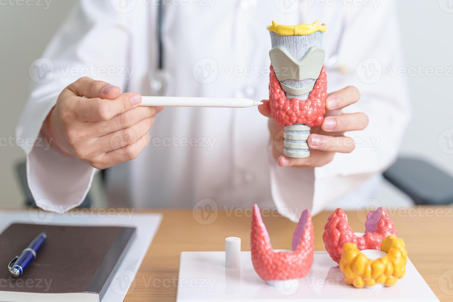 Doctor with human Thyroid anatomy model. Hyperthyroidism, Hypothyroidism, Hashimoto Thyroiditis, Thyroid Tumor and Cancer, Postpartum, Papillary Carcinoma and Health concept photo
