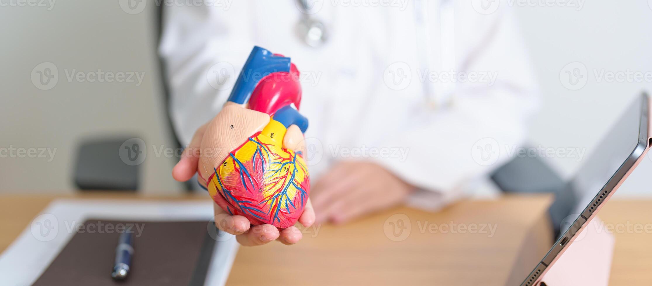 Doctor with human Heart anatomy model and tablet. Cardiovascular Diseases, Atherosclerosis, Hypertensive Heart, Valvular Heart, Aortopulmonary window, world Heart day and health concept photo
