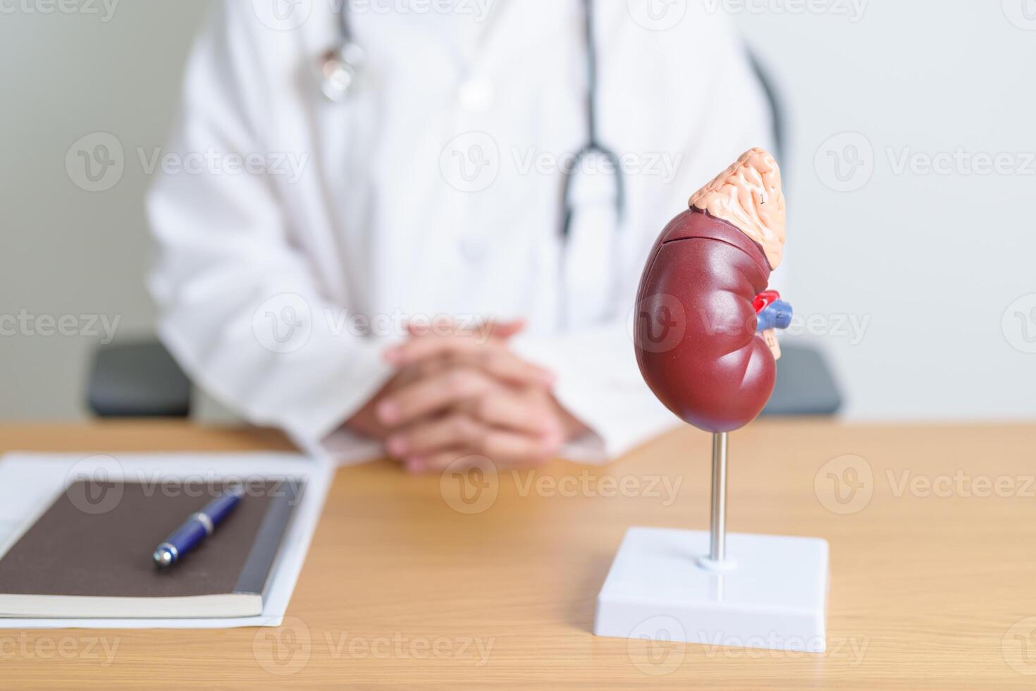 Doctor with Kidney Adrenal gland anatomy model. disease of Urinary system and Stones, Cancer, world kidney day, Chronic kidney, Urology, Nephritis, Renal, Transplant and health concept photo