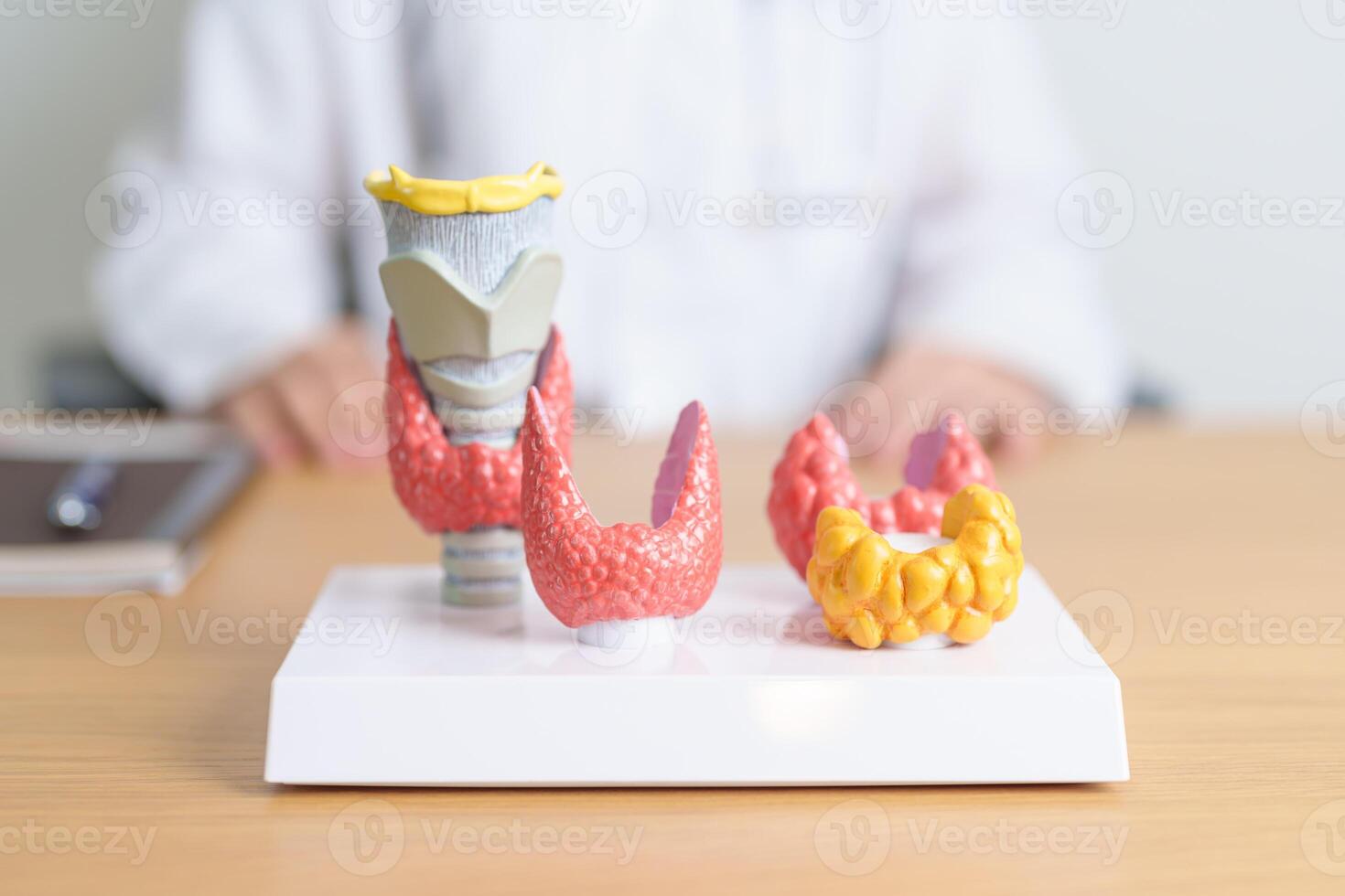 Doctor with human Thyroid anatomy model. Hyperthyroidism, Hypothyroidism, Hashimoto Thyroiditis, Thyroid Tumor and Cancer, Postpartum, Papillary Carcinoma and Health concept photo