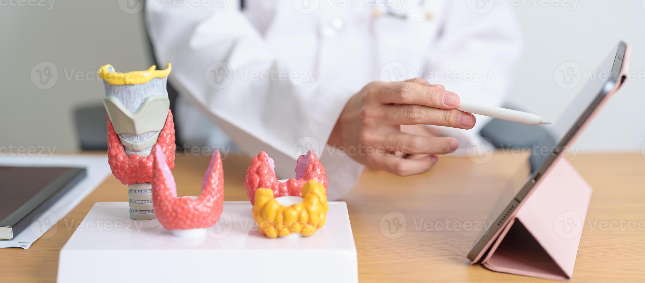 Doctor with human Thyroid anatomy model and tablet. Hyperthyroidism, Hypothyroidism, Hashimoto Thyroiditis, Thyroid Tumor and Cancer, Postpartum, Papillary Carcinoma and Health concept photo