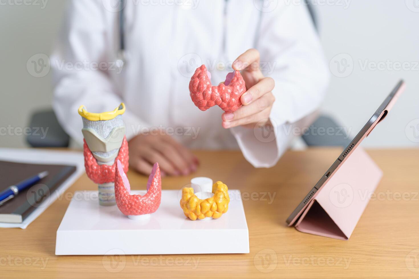 Doctor with human Thyroid anatomy model and tablet. Hyperthyroidism, Hypothyroidism, Hashimoto Thyroiditis, Thyroid Tumor and Cancer, Postpartum, Papillary Carcinoma and Health concept photo