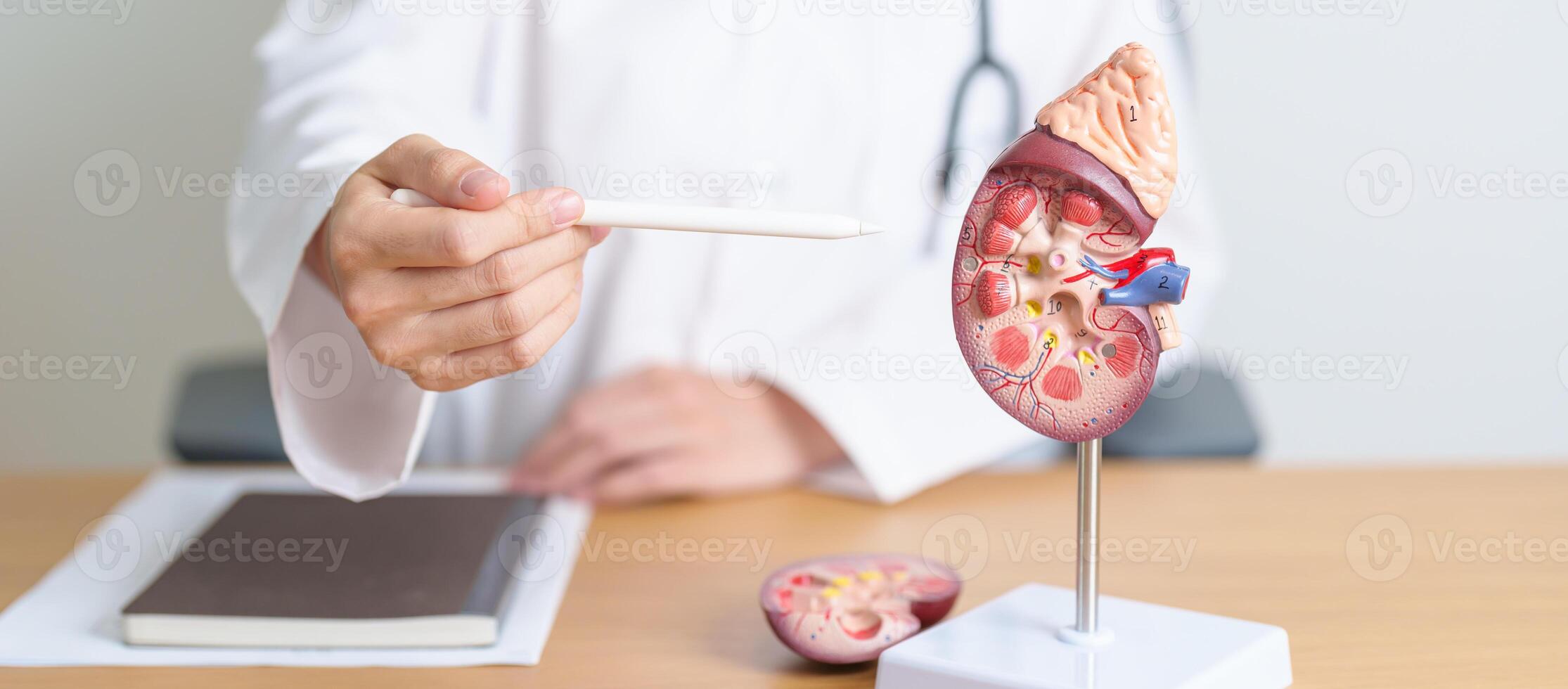 Doctor with Kidney Adrenal gland anatomy model. disease of Urinary system and Stones, Cancer, world kidney day, Chronic kidney, Urology, Nephritis, Renal, Transplant and health concept photo