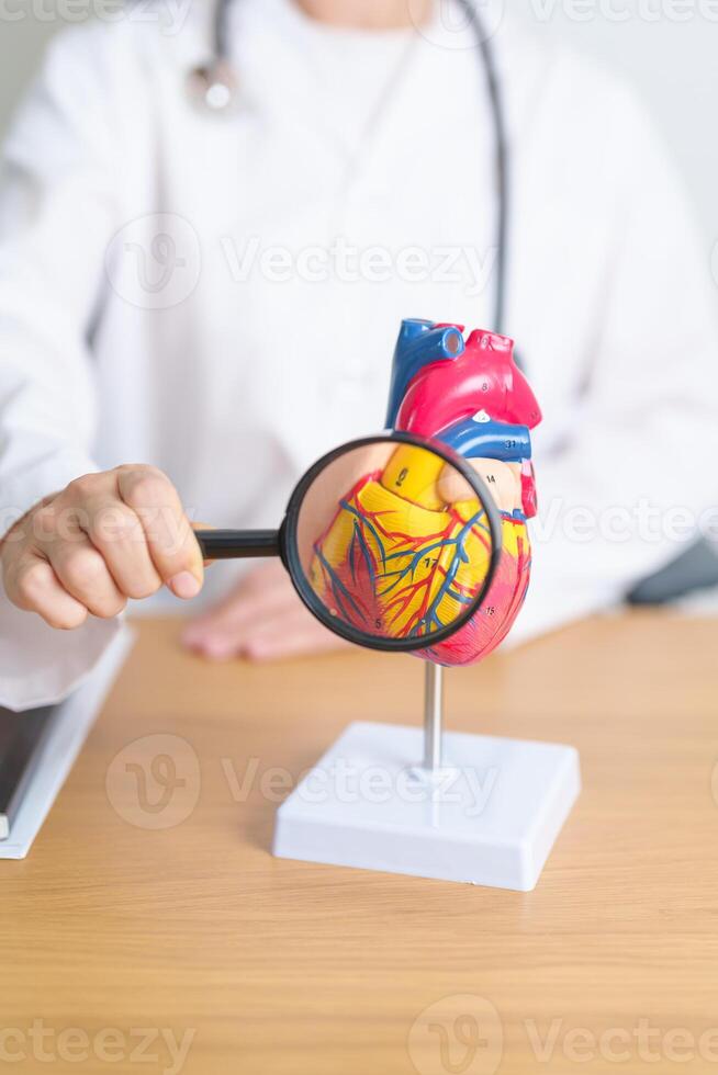 Doctor with human Heart anatomy model and magnifying glass. Cardiovascular Diseases, Atherosclerosis, Hypertensive Heart, Valvular Heart, Aortopulmonary window, world Heart day and health concept photo