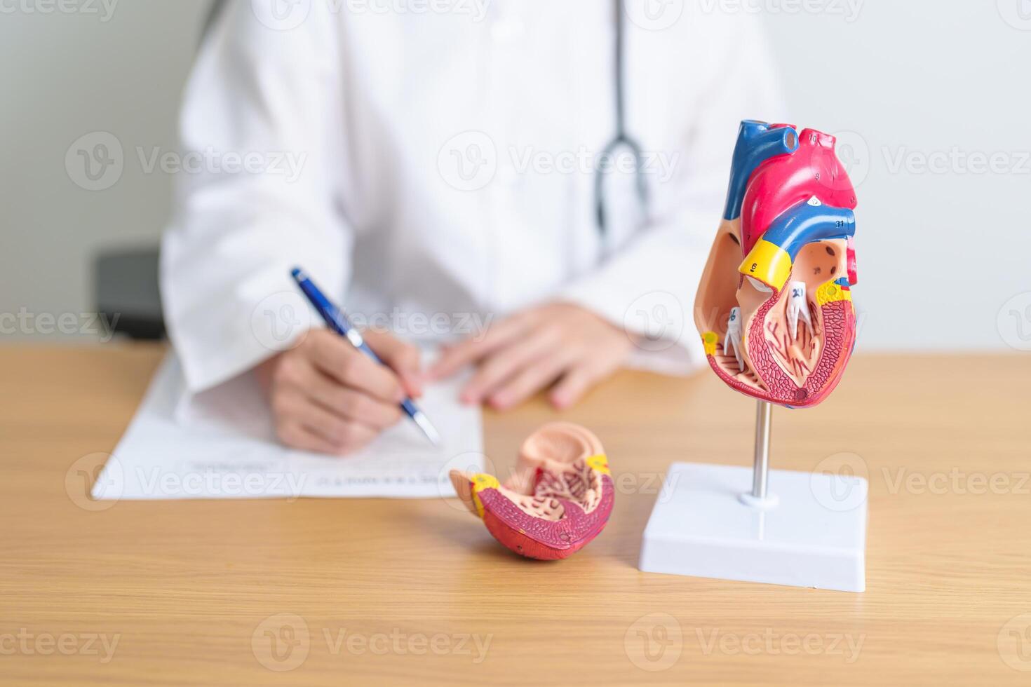 Doctor with human Heart anatomy model. Cardiovascular Diseases, Atherosclerosis, Hypertensive Heart, Valvular Heart, Aortopulmonary window, world Heart day and health concept photo