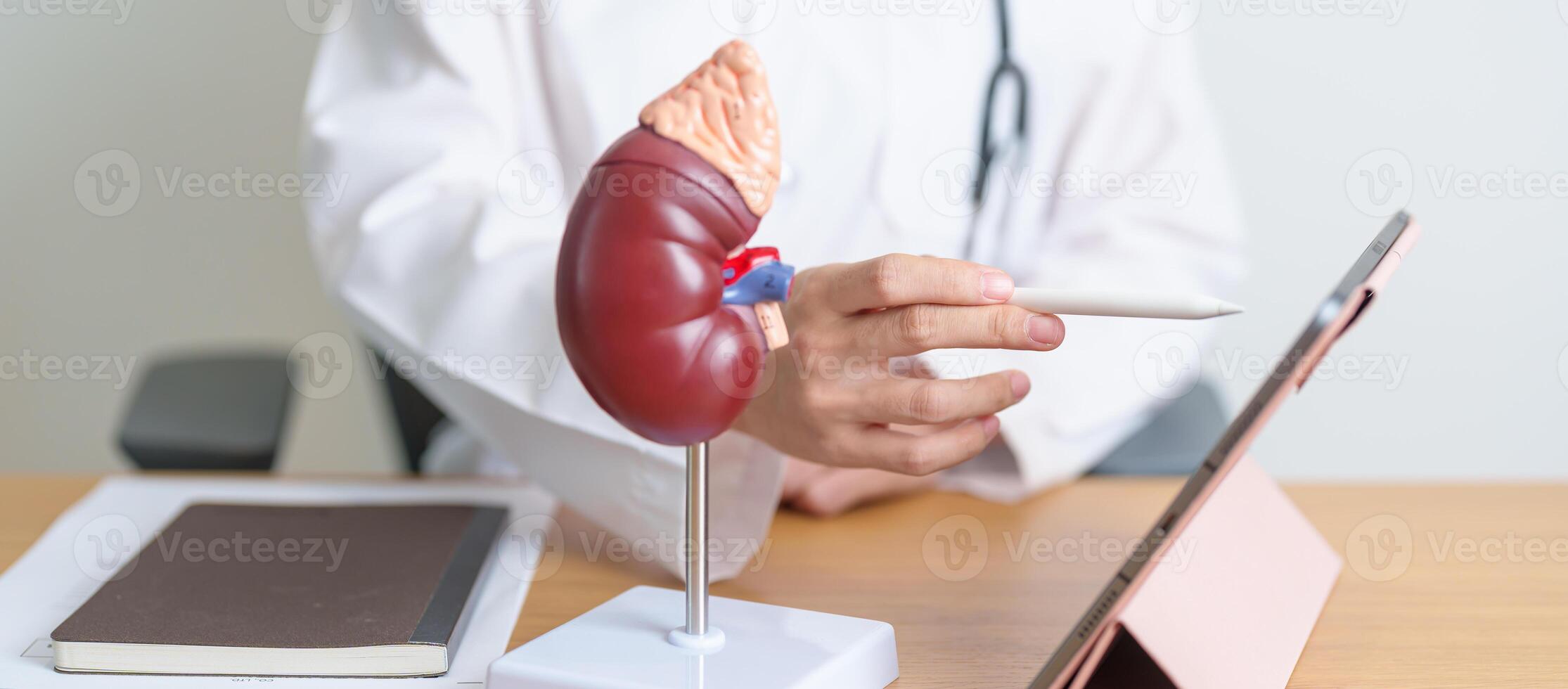 Doctor with Kidney Adrenal gland anatomy model and tablet. disease of Urinary system and Stones, Cancer, world kidney day, Chronic kidney, Urology, Nephritis, Renal, Transplant and health photo