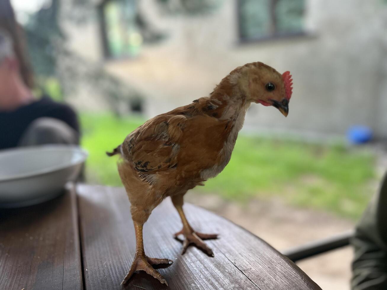 Small rooster. Farming concept photo