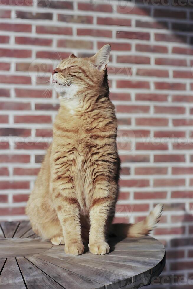 Ginger cat enjoying the sun on a wooden table on the balcony of an apartment. photo
