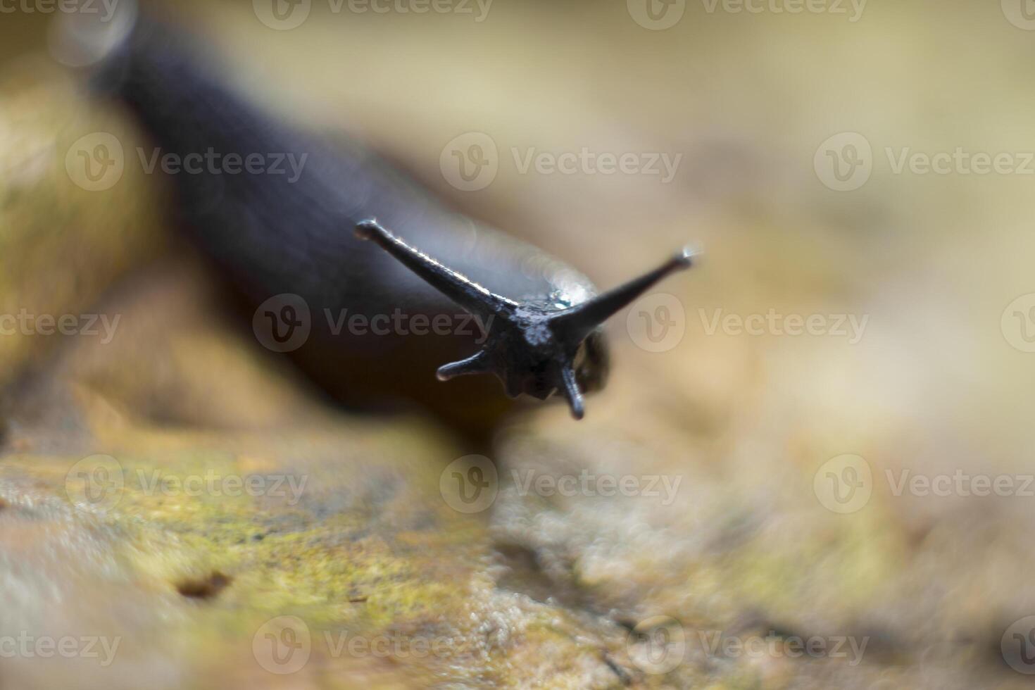 Close up and macro shot of a black slug on a piece of wood in the forest photo