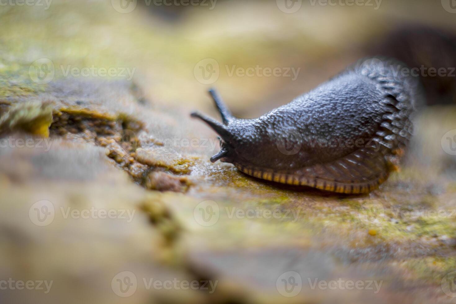 Close up and macro shot of a black slug on a piece of wood in the forest photo