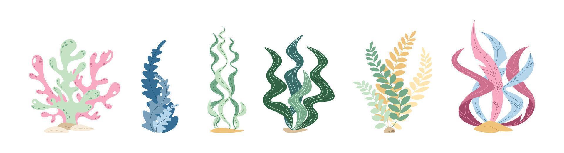 Set of flat seaweed on a white background. illustration of aquatic plants in doodle style. Suitable for decoration, sticker design vector