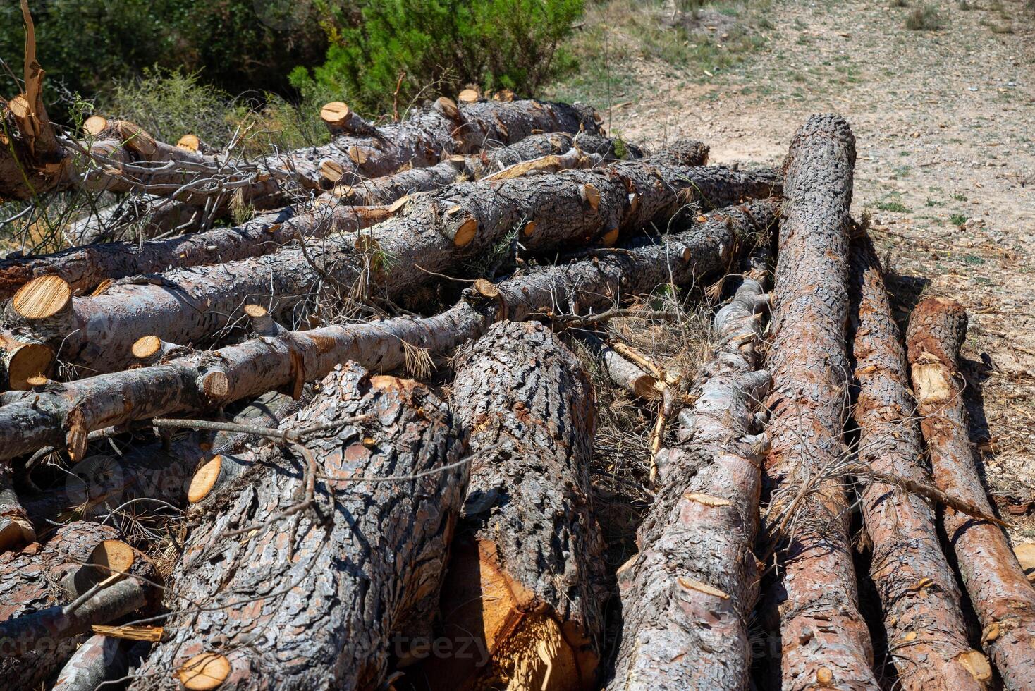 A pile of wood with many branches and logs photo