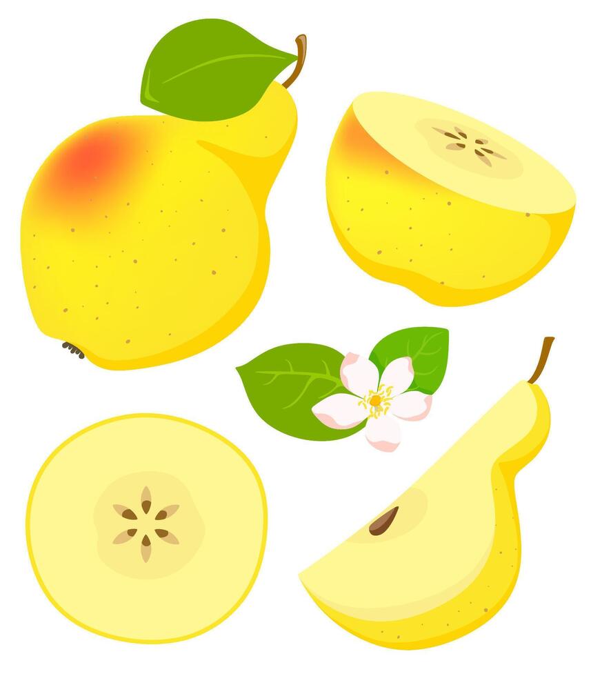 Set of isolated yellow pear in cartoon style with flowering. vector