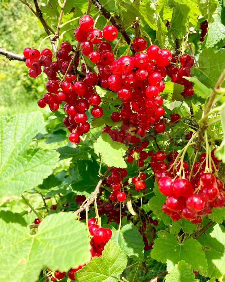 Redcurrant Harvest. Berries Red currants on a bush branch in the garden in summer. photo