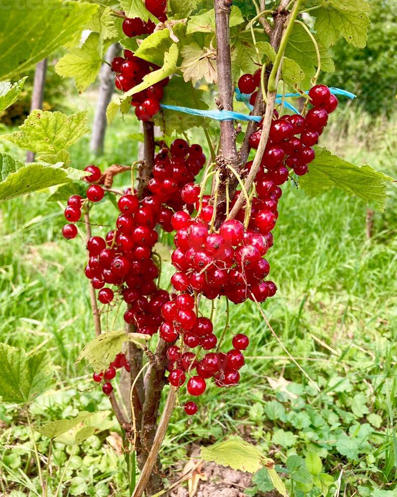 Redcurrant Harvest. Berries Red currants on a bush branch in the garden in summer. photo