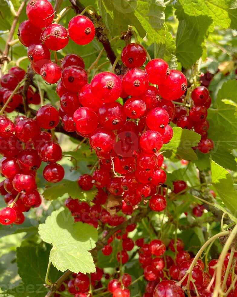 Redcurrant Harvest. Berries Red currants on a bush branch in the garden in summer. photo