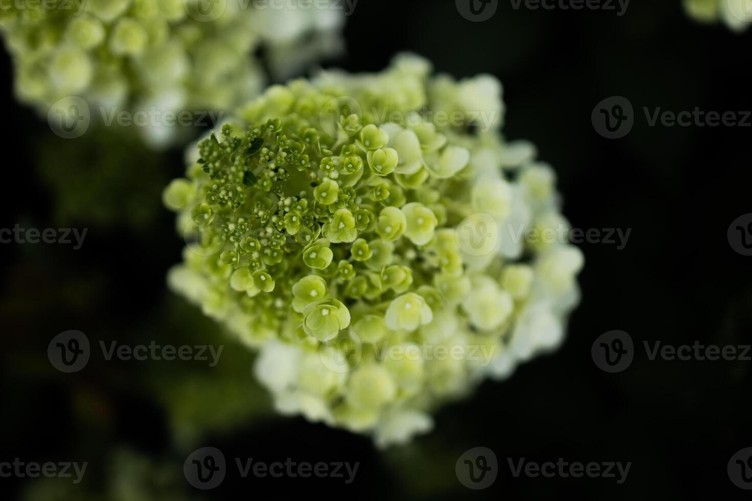 closeup hydrangea. Beautiful natural background with delicate white hydrangea flowers in landscape design. Flowers in the garden photo