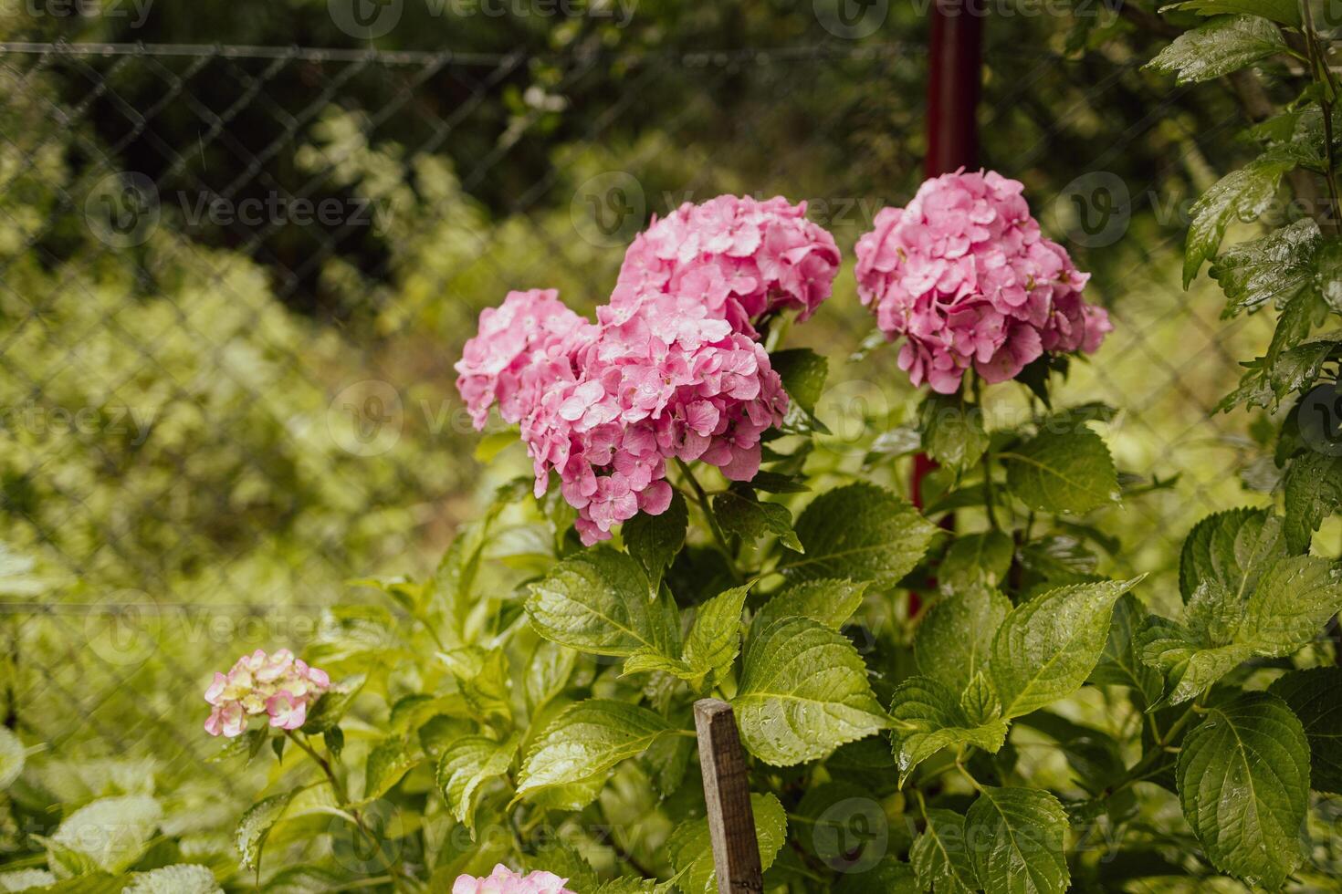 Pink hydrangea, close-up. Flowering bush. Huge hydrangea in the front garden. Flowering purple and pink hydrangea. photo