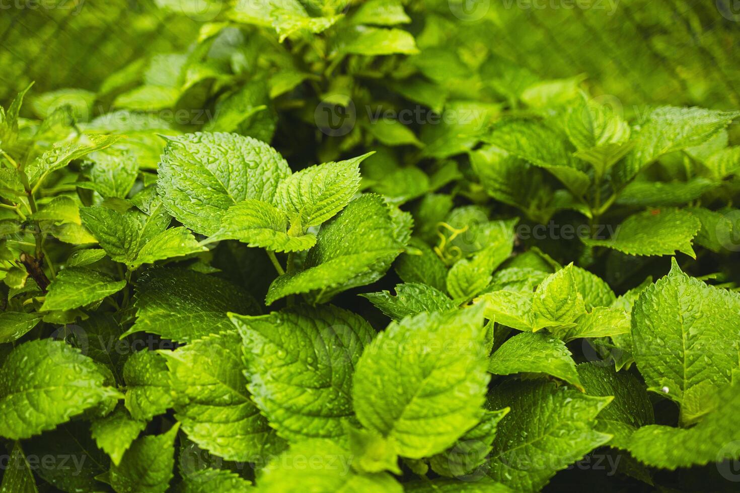 Plants or trees with green leaves growing on the ground and green nature background blurred with the concept of reforestation and forest restoration with natural cycle. photo