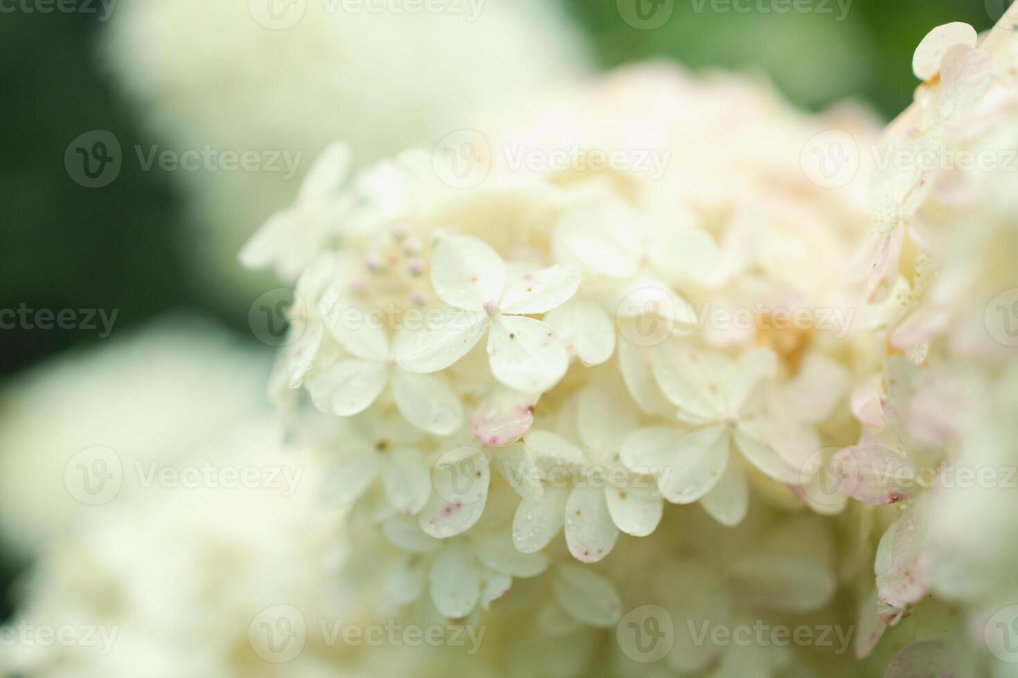 closeup hydrangea. Beautiful natural background with delicate white hydrangea flowers in landscape design. Flowers in the garden photo