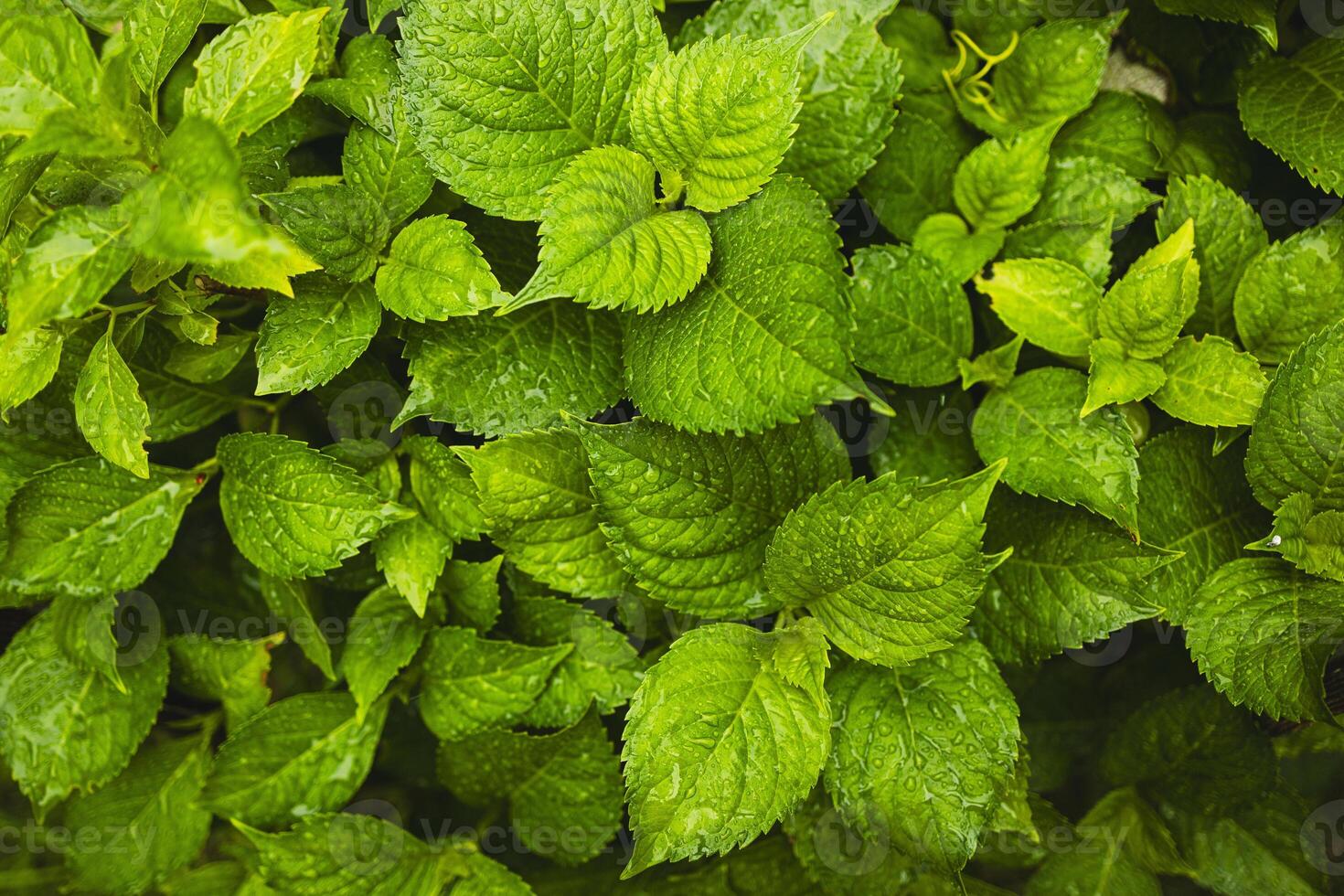 Plants or trees with green leaves growing on the ground and green nature background blurred with the concept of reforestation and forest restoration with natural cycle. photo