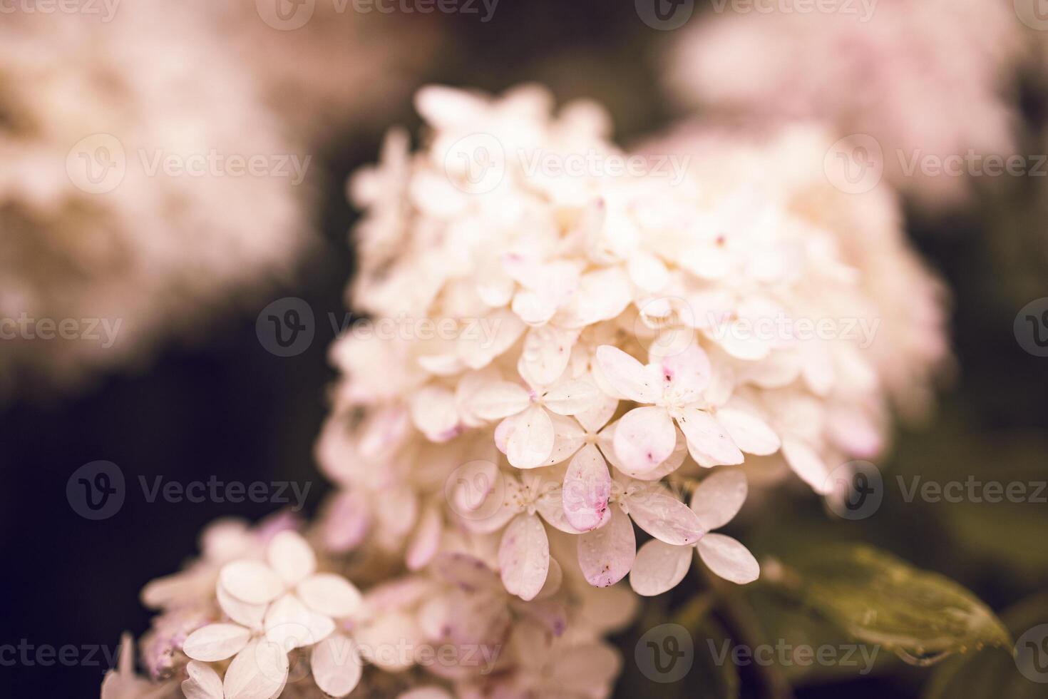 closeup hydrangea. Beautiful natural background with delicate white hydrangea flowers in landscape design. Flowers in the garden photo