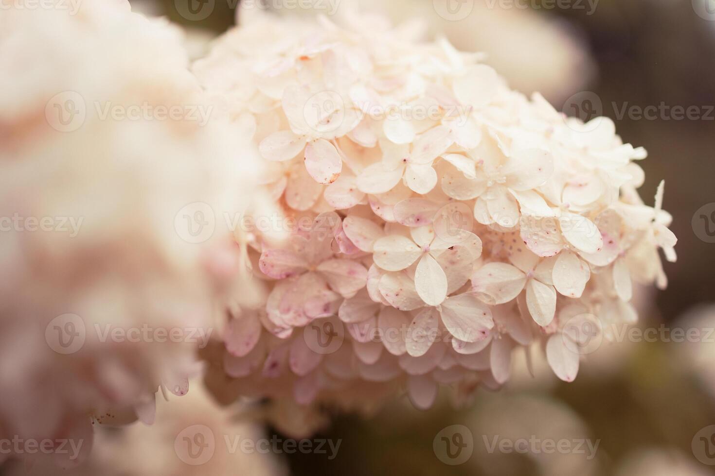 closeup hydrangea. Beautiful natural background with delicate white hydrangea flowers in landscape design. Flowers in the garden photo