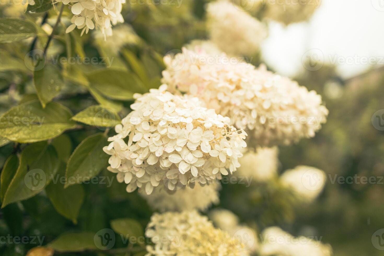 closeup hydrangea. Beautiful natural background with delicate white hydrangea flowers in landscape design. Flowers in the garden photo
