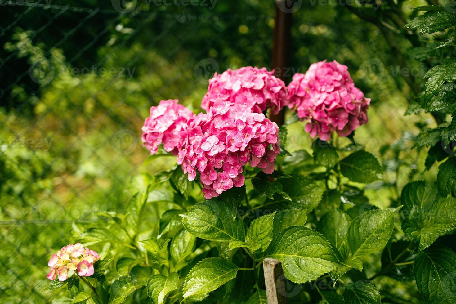 Pink hydrangea, close-up. Flowering bush. Huge hydrangea in the front garden. Flowering purple and pink hydrangea. photo