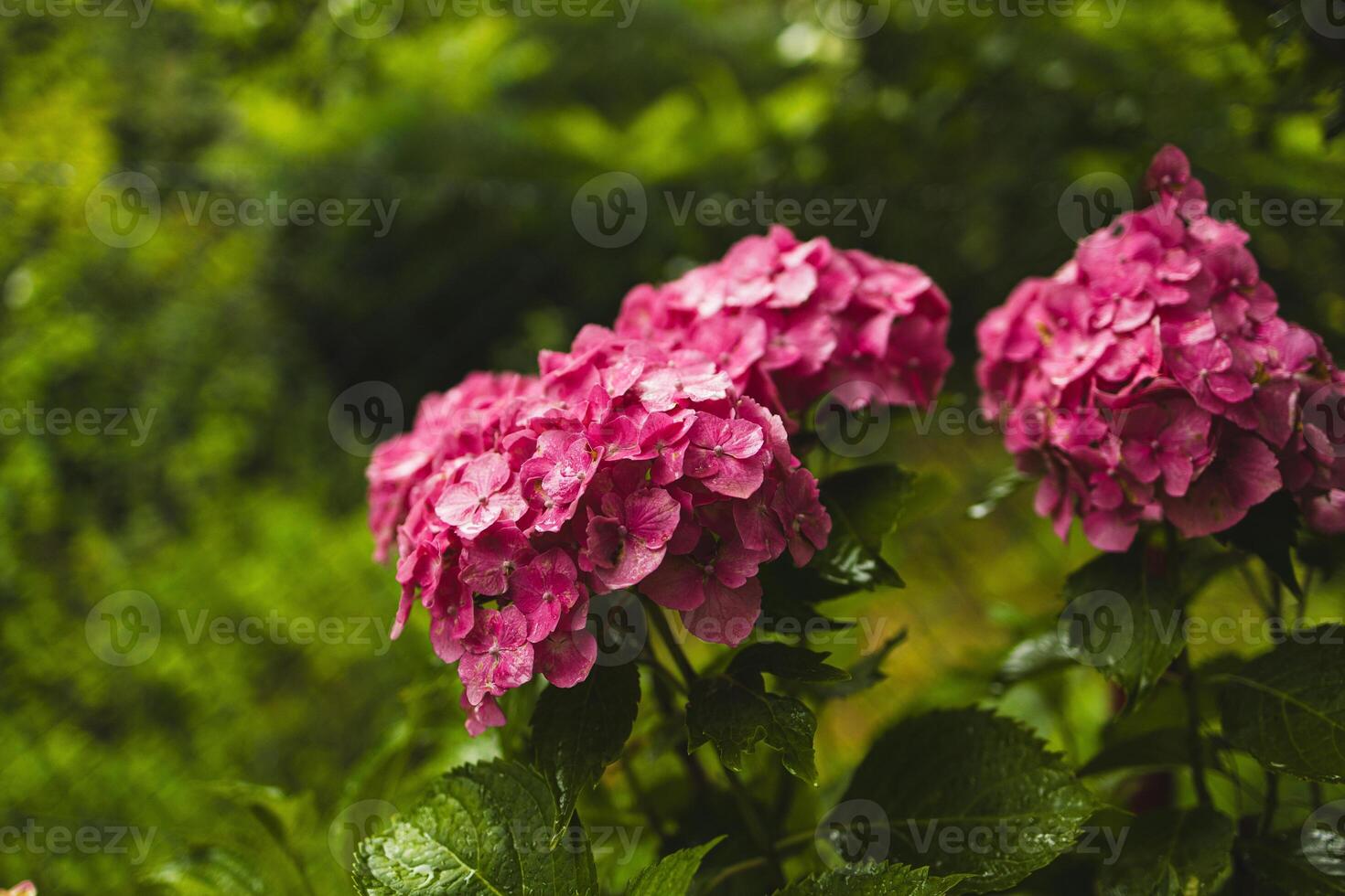 Pink hydrangea, close-up. Flowering bush. Huge hydrangea in the front garden. Flowering purple and pink hydrangea. photo