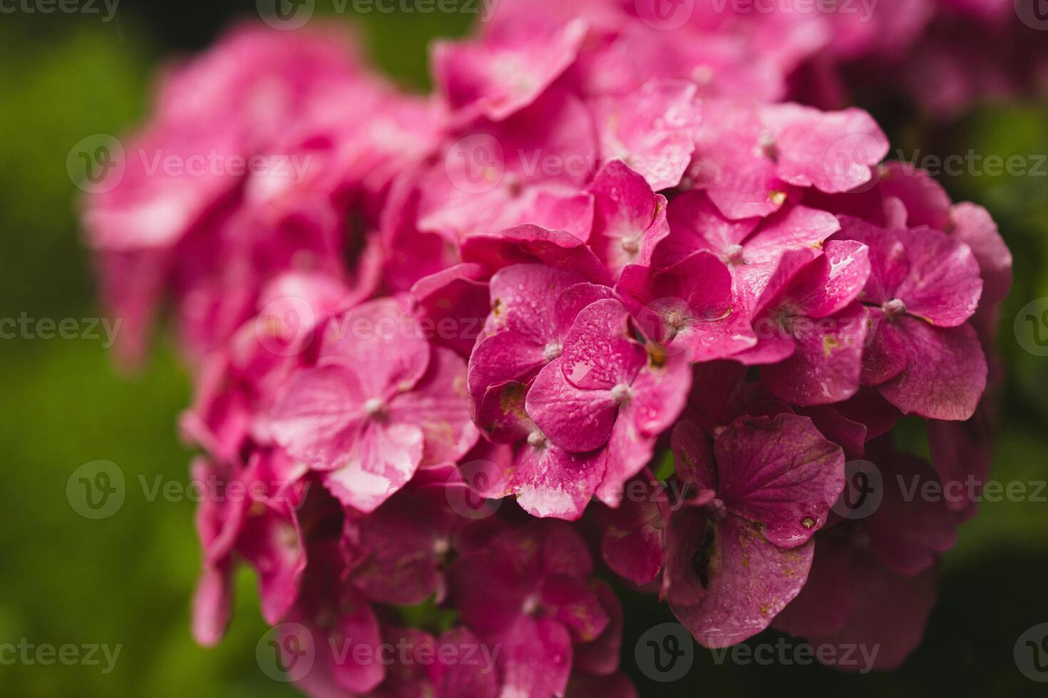 Bush of blooming pink Hydrangea or Hortensia flowers in the summer. Natural background, selective focus photo