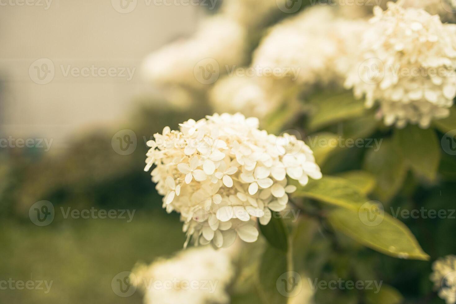 closeup hydrangea. Beautiful natural background with delicate white hydrangea flowers in landscape design. Flowers in the garden photo