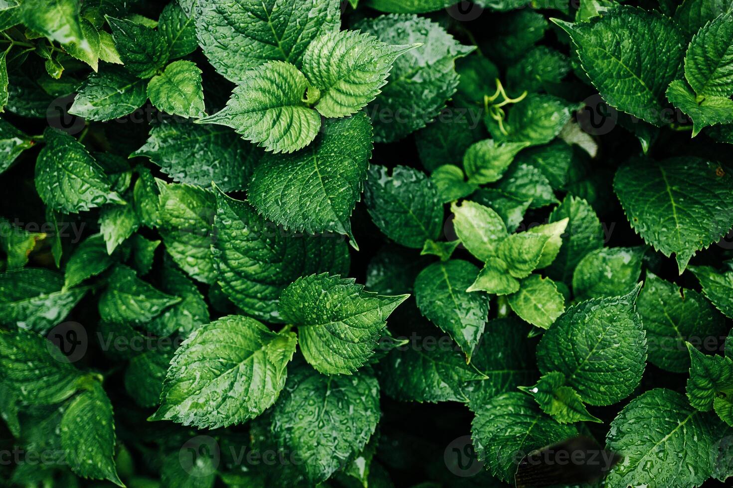 Plants or trees with green leaves growing on the ground and green nature background blurred with the concept of reforestation and forest restoration with natural cycle. photo
