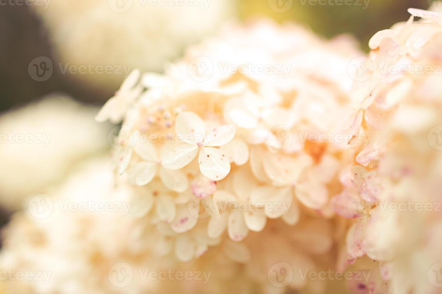 closeup hydrangea. Beautiful natural background with delicate white hydrangea flowers in landscape design. Flowers in the garden photo