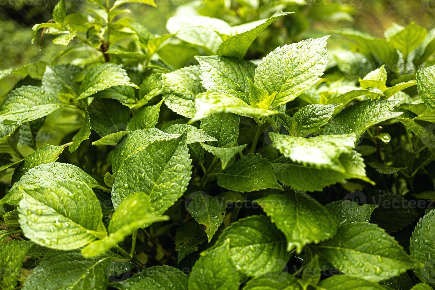 Plants or trees with green leaves growing on the ground and green nature background blurred with the concept of reforestation and forest restoration with natural cycle. photo