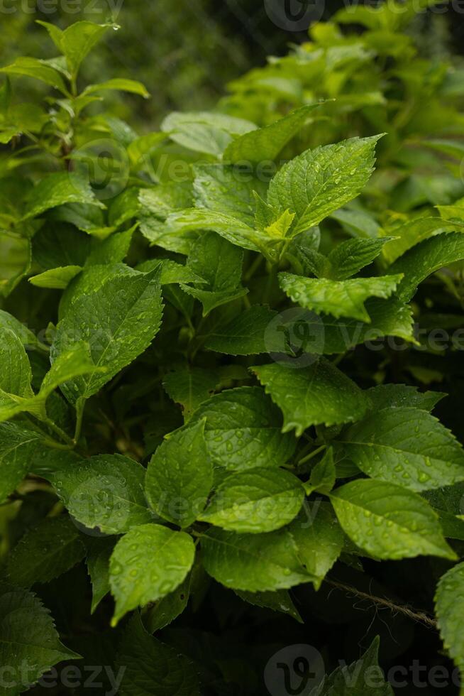 Plants or trees with green leaves growing on the ground and green nature background blurred with the concept of reforestation and forest restoration with natural cycle. photo