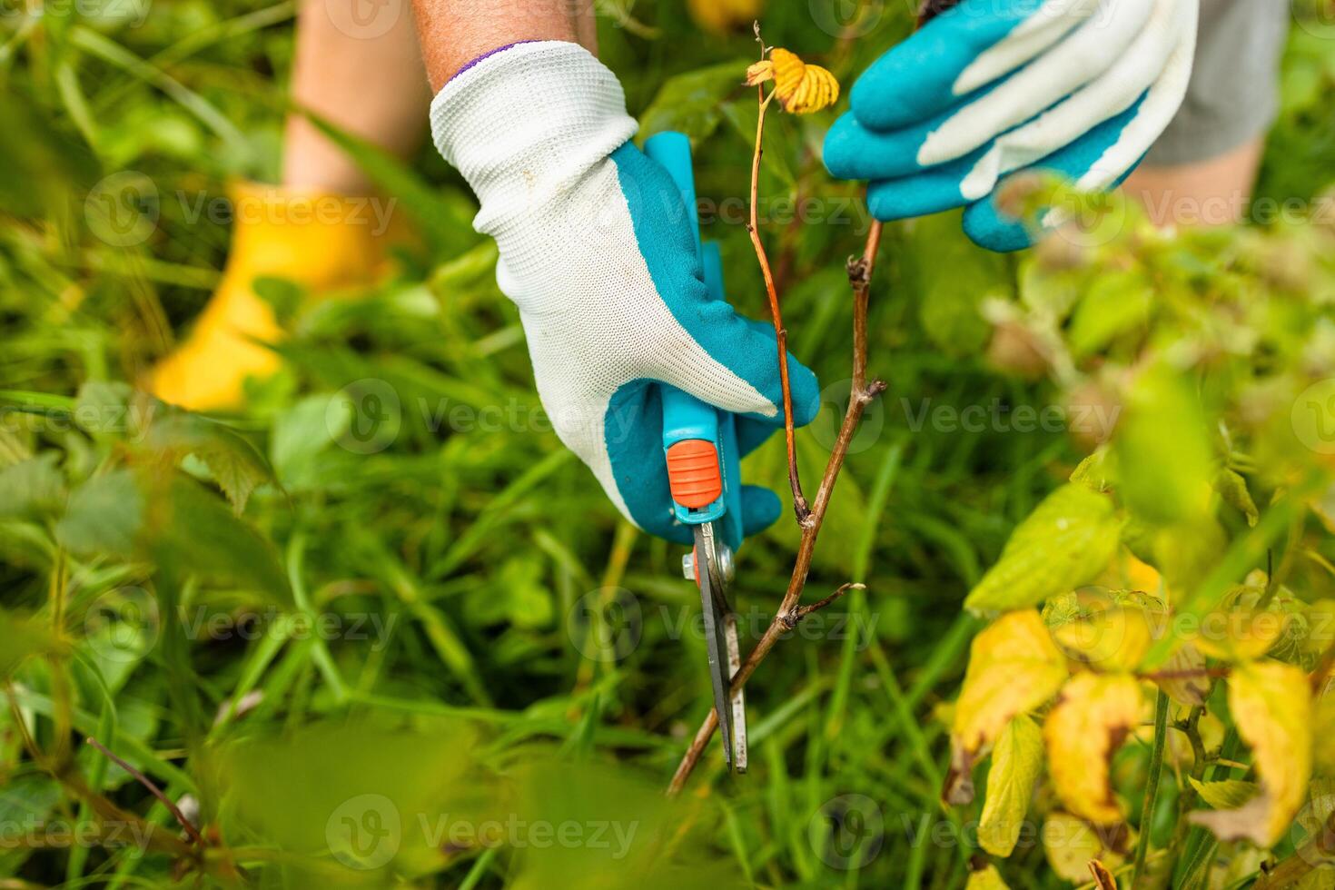 Pruning raspberry bushes. Autumn garden work. Gloved hands photo