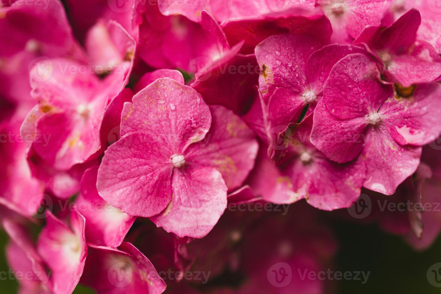 Bush of blooming pink Hydrangea or Hortensia flowers in the summer. Natural background, selective focus photo