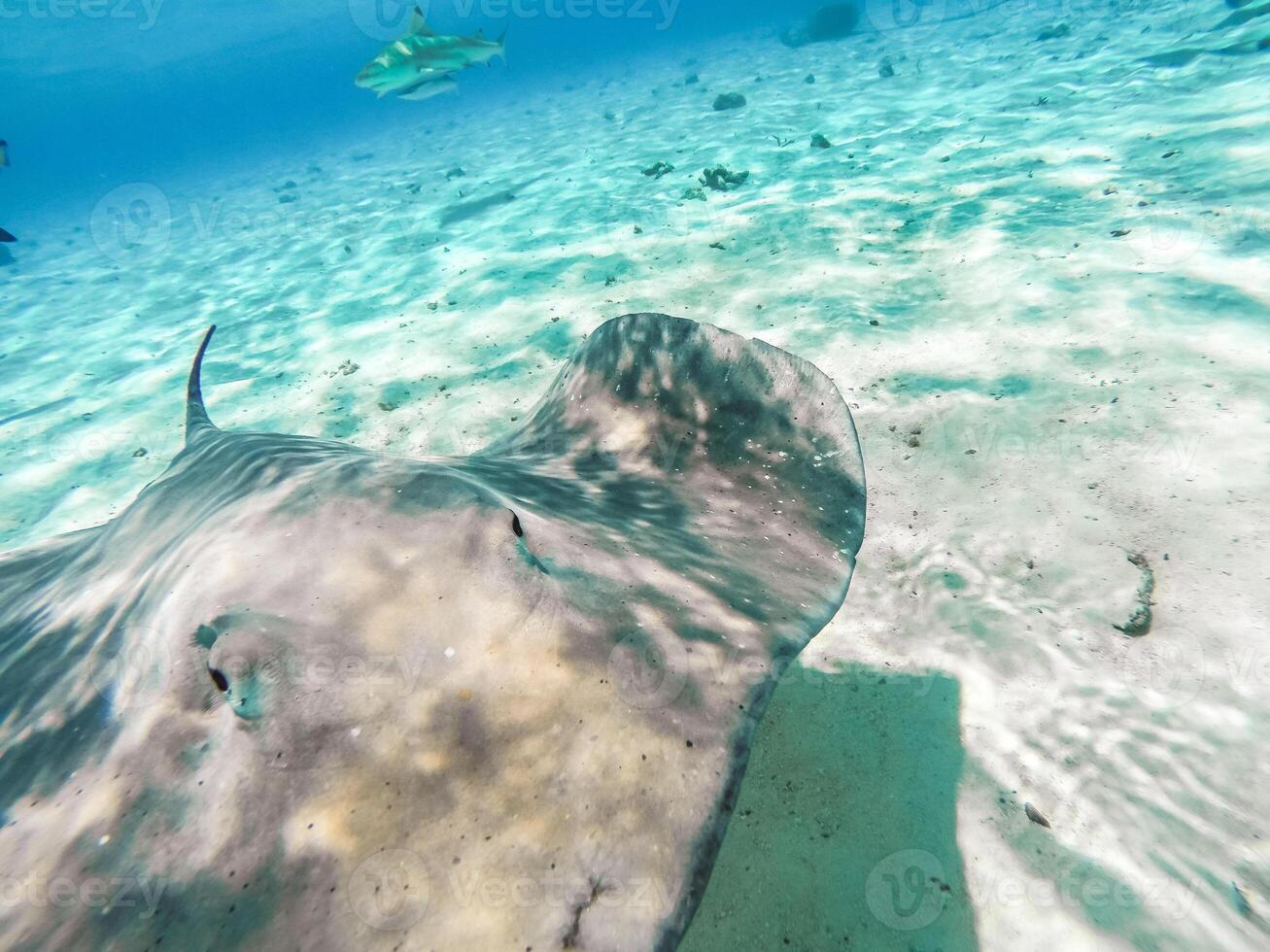 Sharks and Arraias on Bora Bora Island in French Polynesia during snorkeling on this island paradise and turquoise blue water. photo