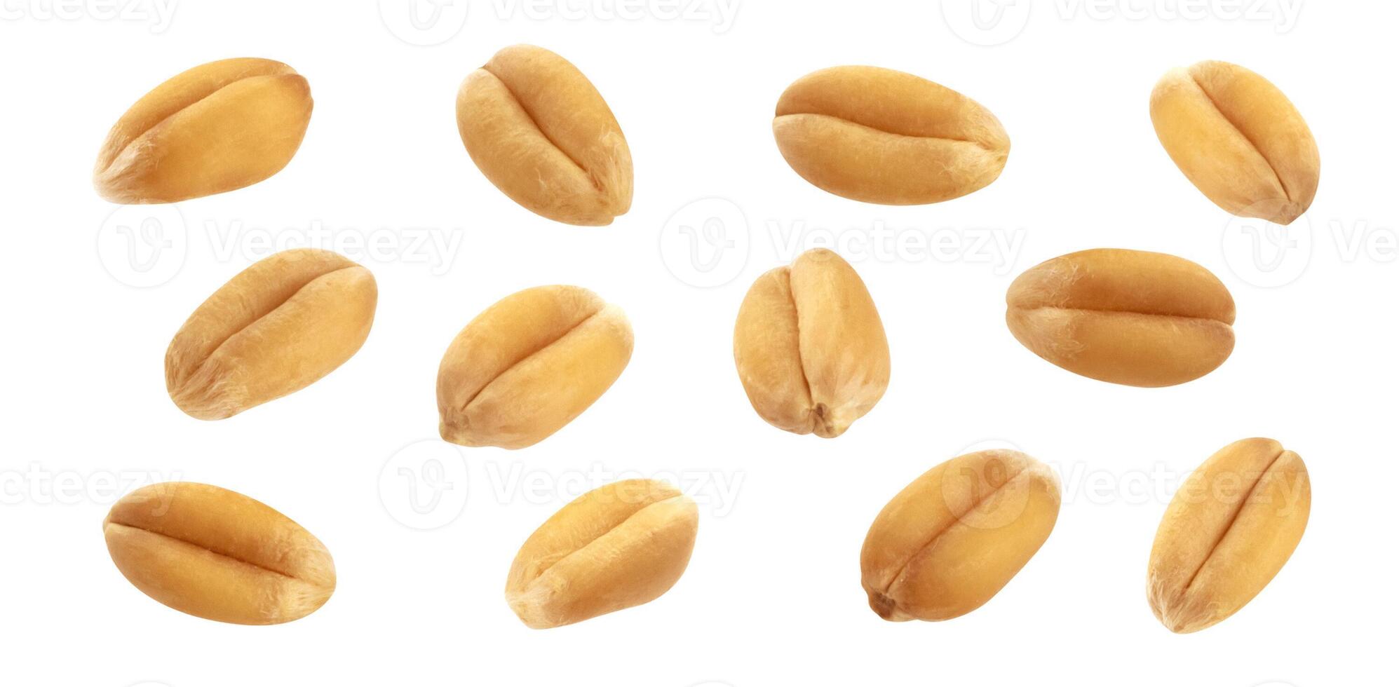 Wheat grains isolated on white background, close-up photo