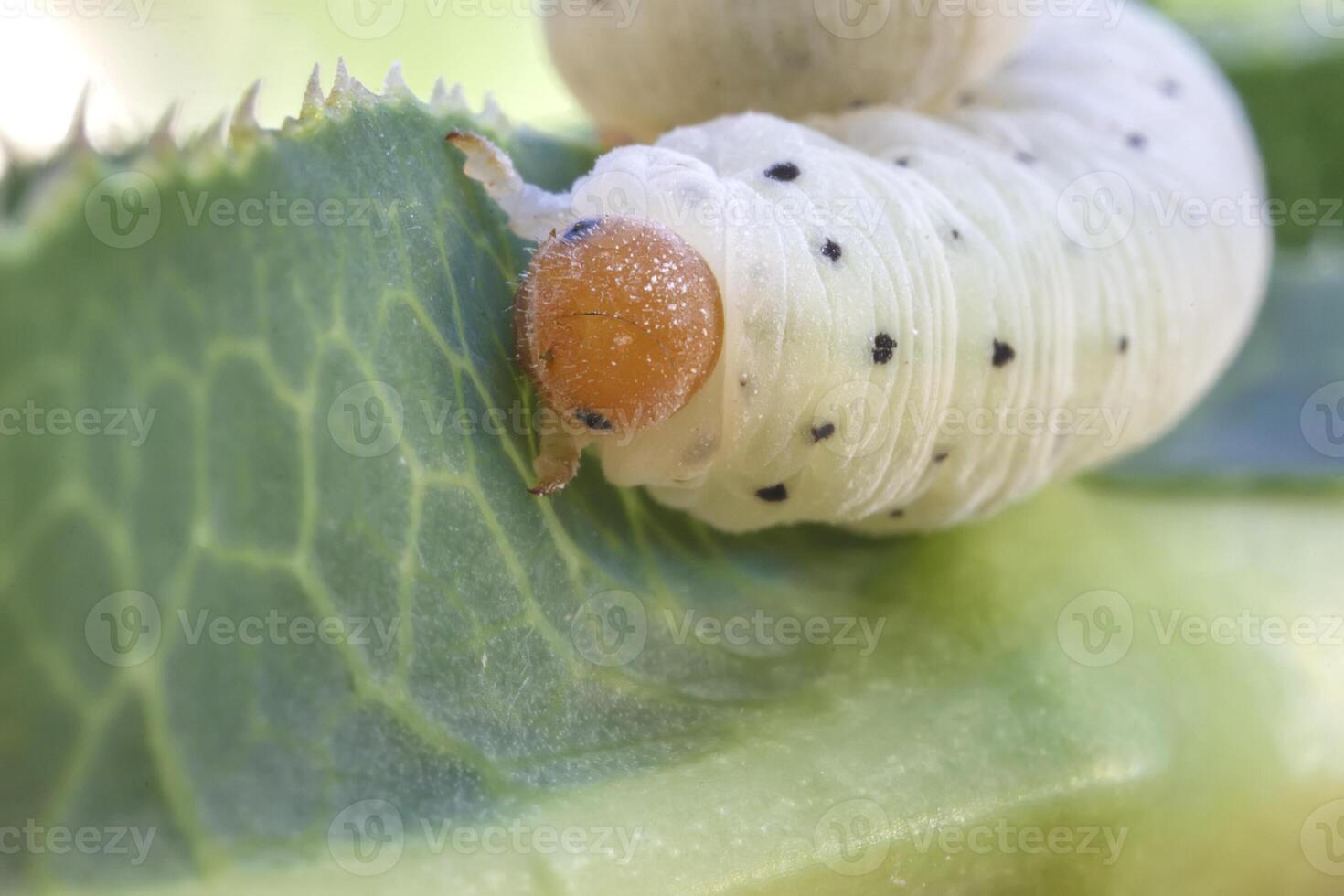 portrait of caterpillar on the green leaf close-up photo